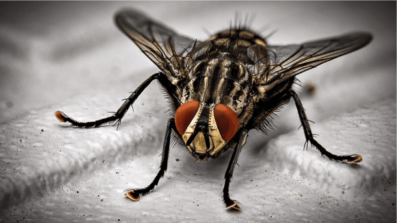 Die 5 besten Lösungen gegen Insekten im Haus